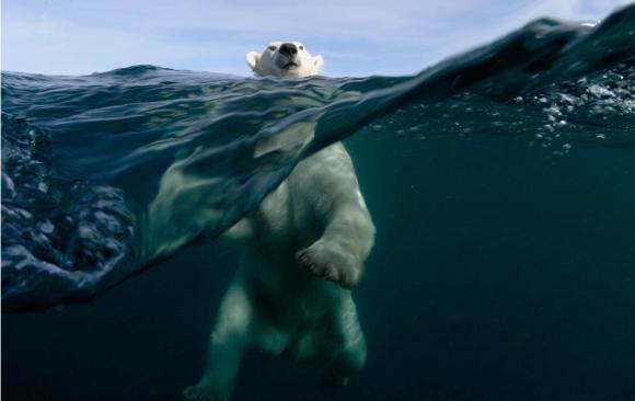 http://sharky.cowblog.fr/images/1Decembre/PolarBear.jpg