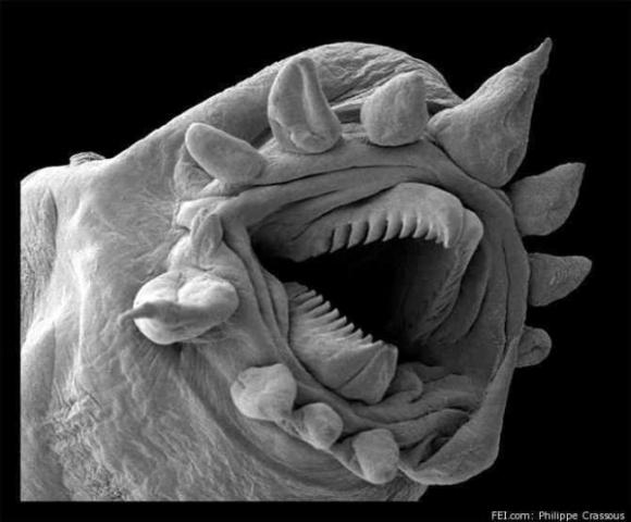 http://sharky.cowblog.fr/images/NEW18Out11/Hydrothermalworm.jpg