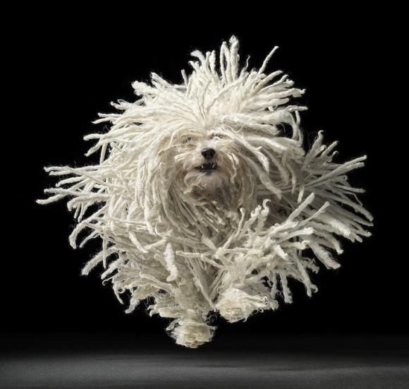 http://sharky.cowblog.fr/images/NEW18Out11/timflach0.jpg