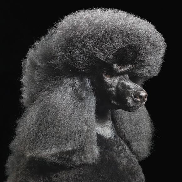 http://sharky.cowblog.fr/images/NEW18Out11/timflach1.jpg