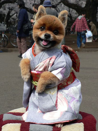 http://sharky.cowblog.fr/images/NewPict/puppykimono.jpg